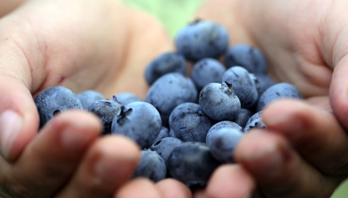 hands holding a bunch of superfood blueberries
